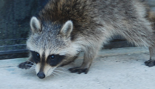 Raccoon Removal in Fort Wayne