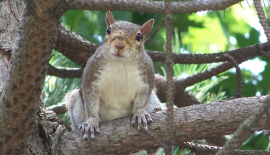 Squirrel Removal in Fort Wayne